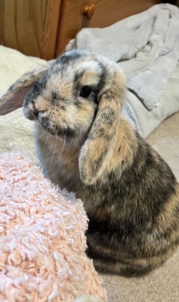 A lop-eared bunny with mottled grey and brown fur sits on a carpeted floor beside a pink blanket.