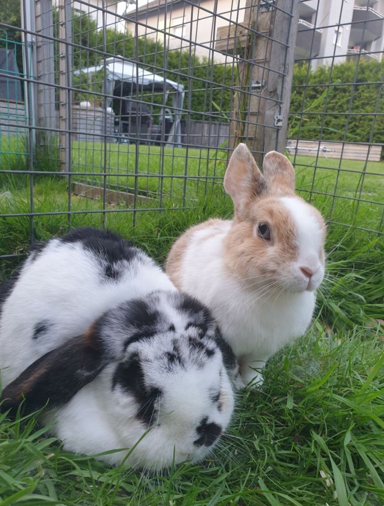 Two bunnies are in a grassy enclosure. One is white and black, the other is tan and white. 