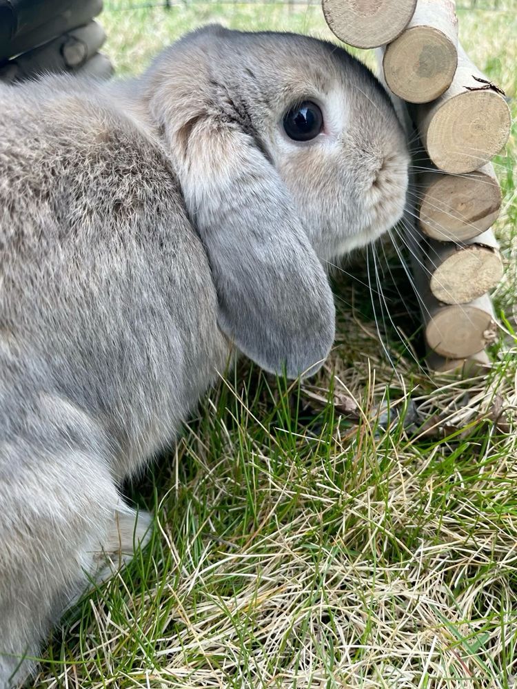 Side view of a gray bunny with long ears peering curiously into a small wooden arch on green grass.