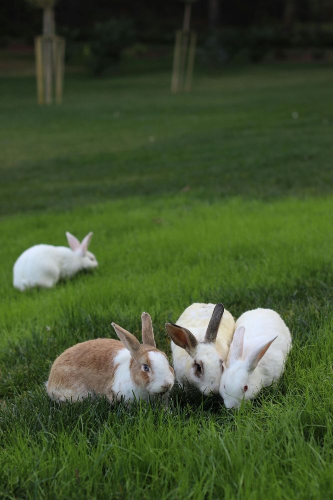 Four bunnies in lush green grass; three are close together at the front, with brown and white fur, while one white bunny is in the background.
