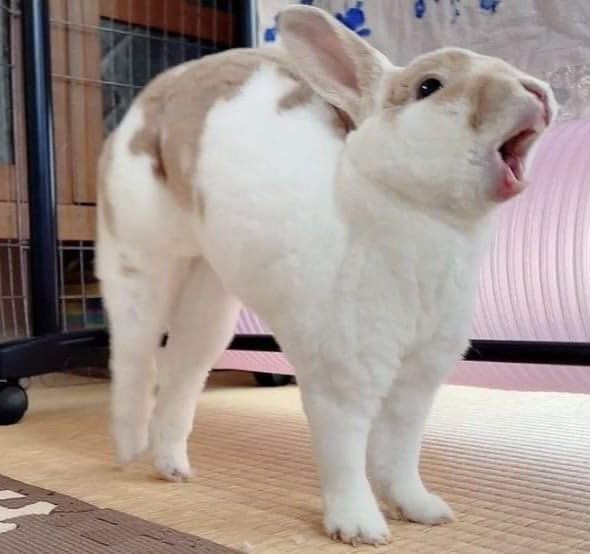 A white and brown bunny stands on a mat with its mouth open, appearing to yawn.