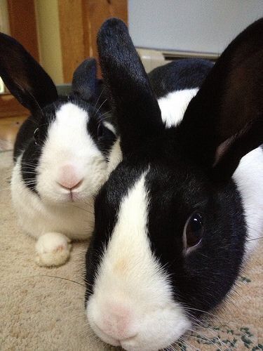 Two black and white bunnies lie on a floor indoors. Their ears are perked up and they are looking directly at the camera.