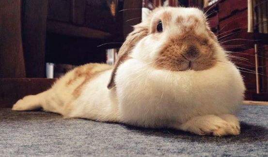 A fluffy bunny with brown and white fur is lounging comfortably on a carpet.