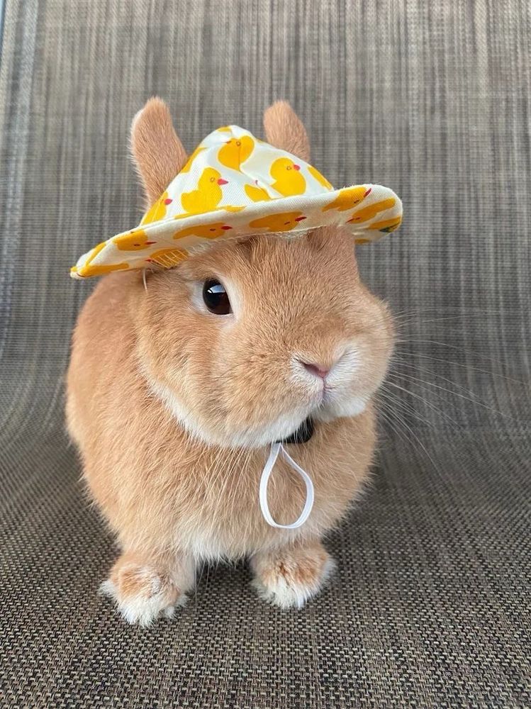 A brown bunny wears a small yellow hat with duck patterns, sitting on a textured gray surface.