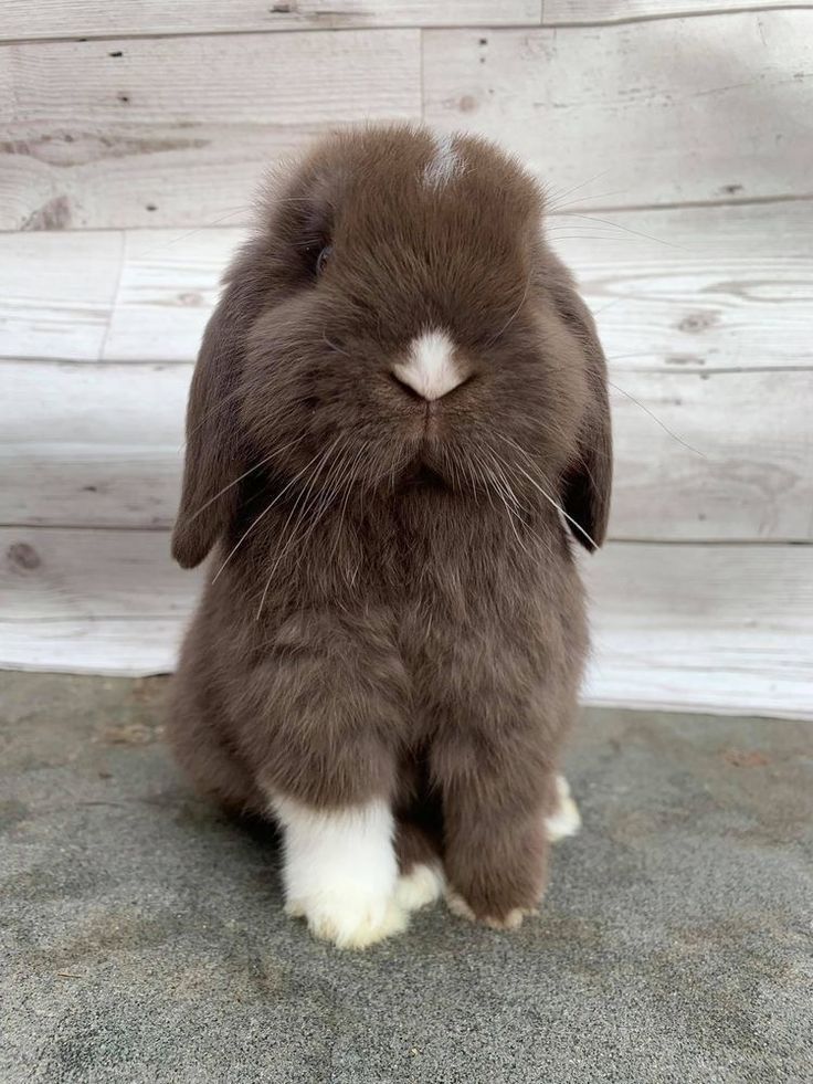 A brown bunny with a white front paw and a white nose sits on a gray surface against a rustic wooden background.