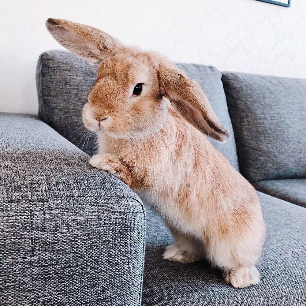 A light-brown lop bunny stands upright with its front paws on a gray sofa, with one ear perked up.