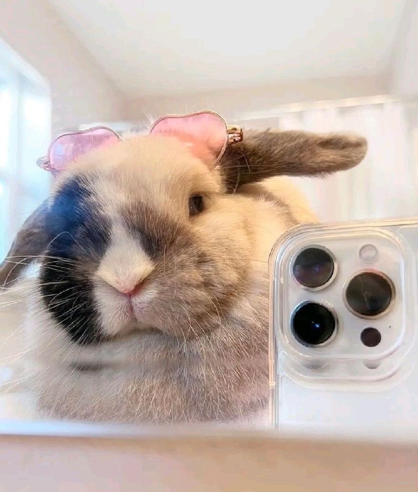 A bunny is taking a selfie with a smartphone while wearing small pink heart-shaped glasses.