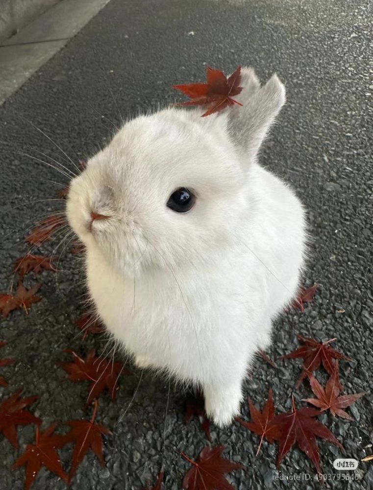 A white bunny sits outside, adorned with fallen red maple leaves.