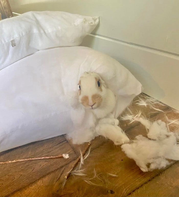 A bunny pokes its head out from a torn white pillow, surrounded by fluffy stuffing on a wooden floor.