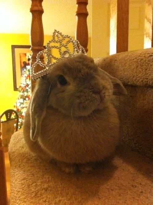 A gray bunny wearing a sparkling tiara sits regally on carpeted stairs. A decorated Christmas tree glows softly in the warmly lit background.
