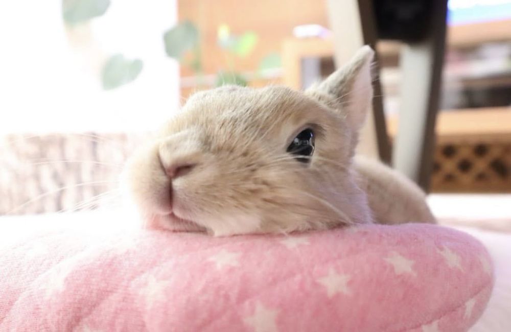 A light brown bunny rests its head on a soft, pink, star-patterned cushion.