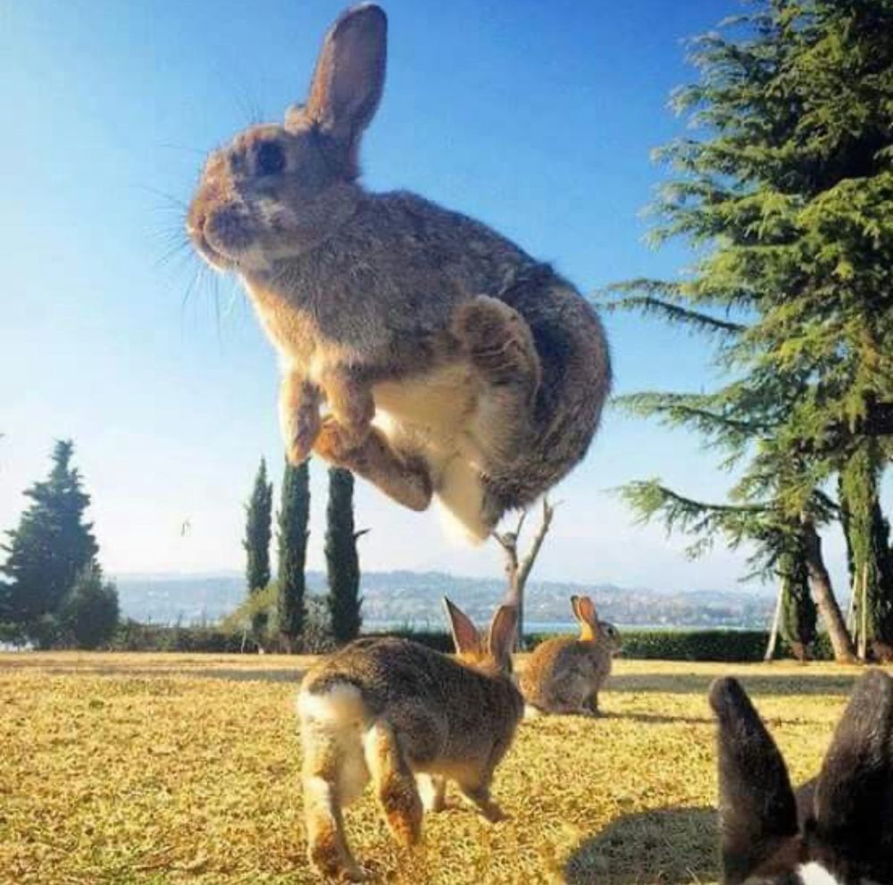 A bunny jumps energetically in a sunny field, with others nearby. Tall trees and clear blue sky are in the background.