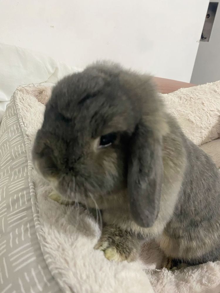A gray lop-eared bunny sits on a soft, white armchair, looking calm and gentle.