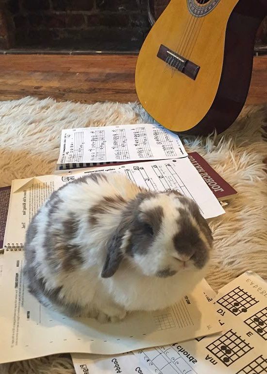 A gray and white bunny sits on scattered sheet music and chord charts with a guitar nearby.