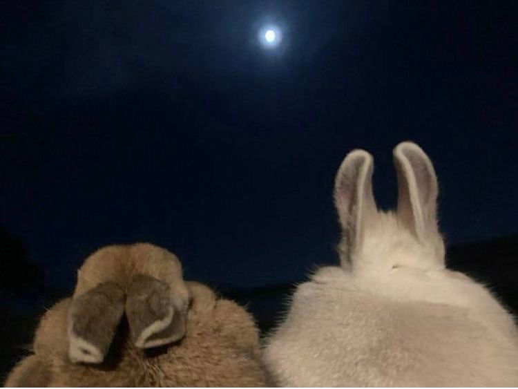 Two bunnies, one brown and one white, sit side by side under a bright full moon in a dark night sky.