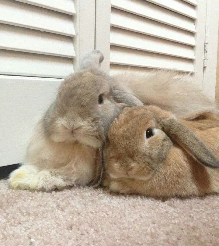 Two bunnies snuggle closely on a soft carpet, one tan and the other gray.