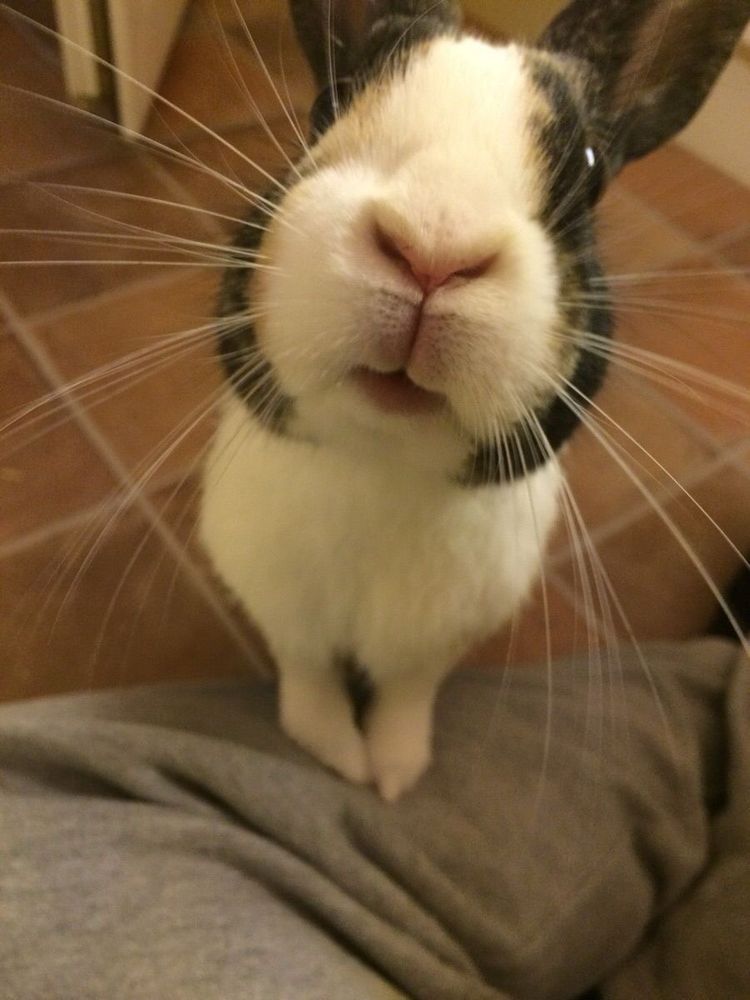 Close-up of a curious black and white bunny standing on a tiled floor, looking at the camera.