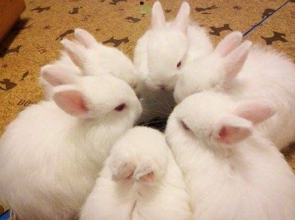 A group of six small white bunnies form a tight circle on a patterned floor.