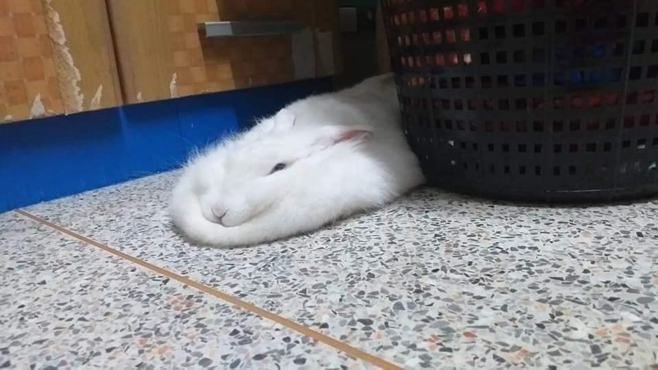 A white bunny is lying on a speckled tiled floor, partially hidden behind a black basket.