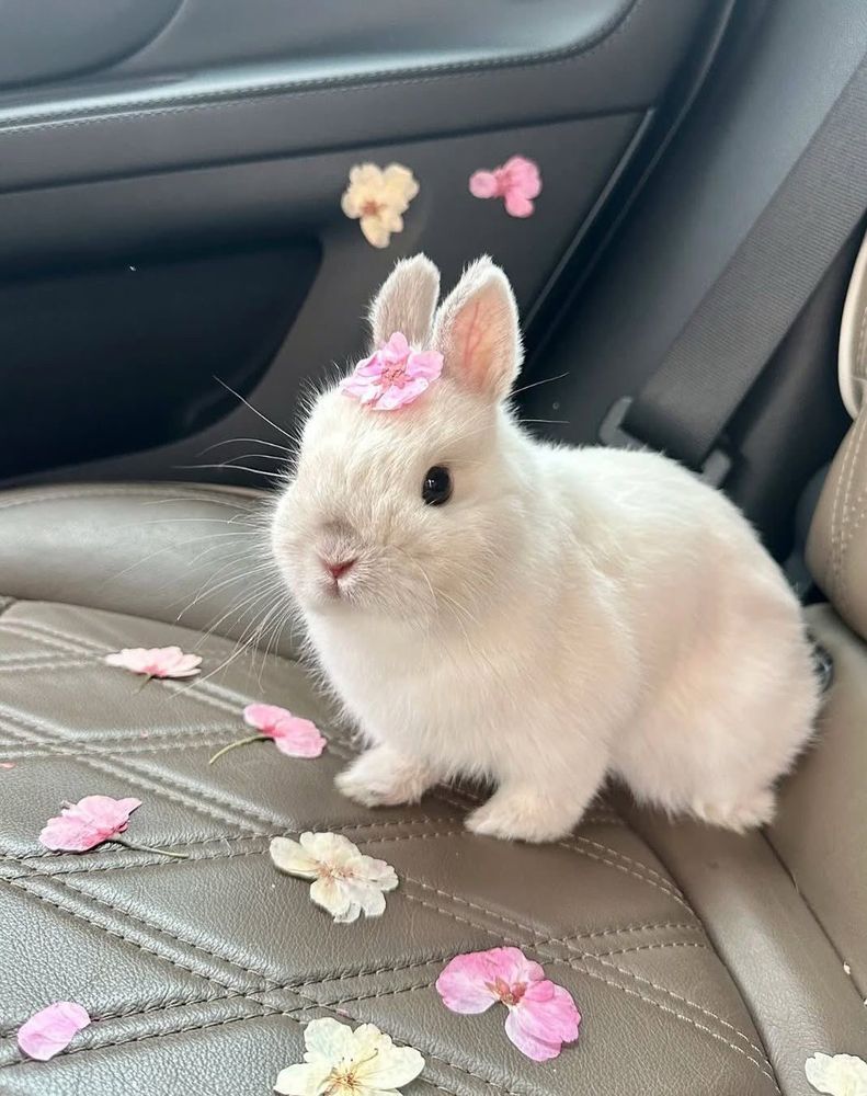 A white bunny sits on a car seat adorned with pink and white flower petals.