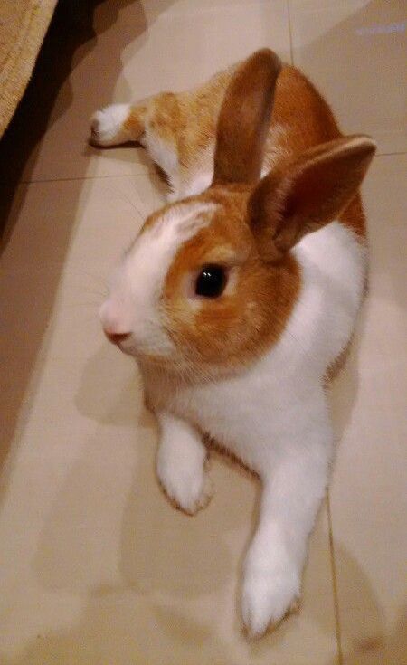 A brown and white bunny is lying relaxed on a tiled floor with its ears perked up.