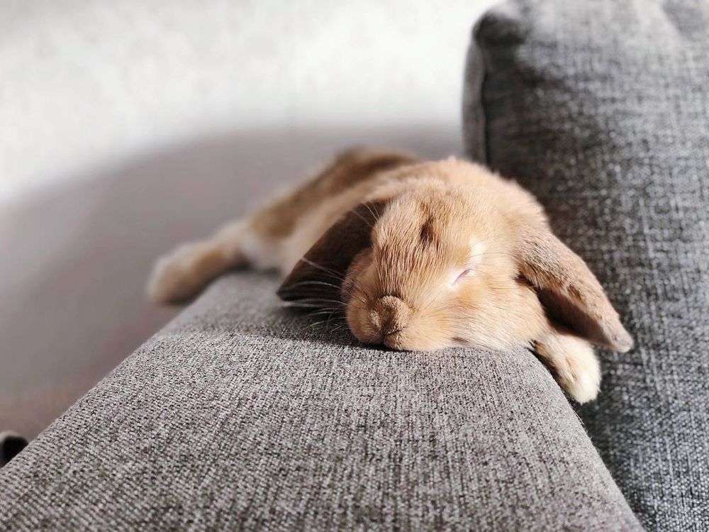 A light brown bunny is sleeping peacefully on a gray couch, its head and paws resting on the armrest.
