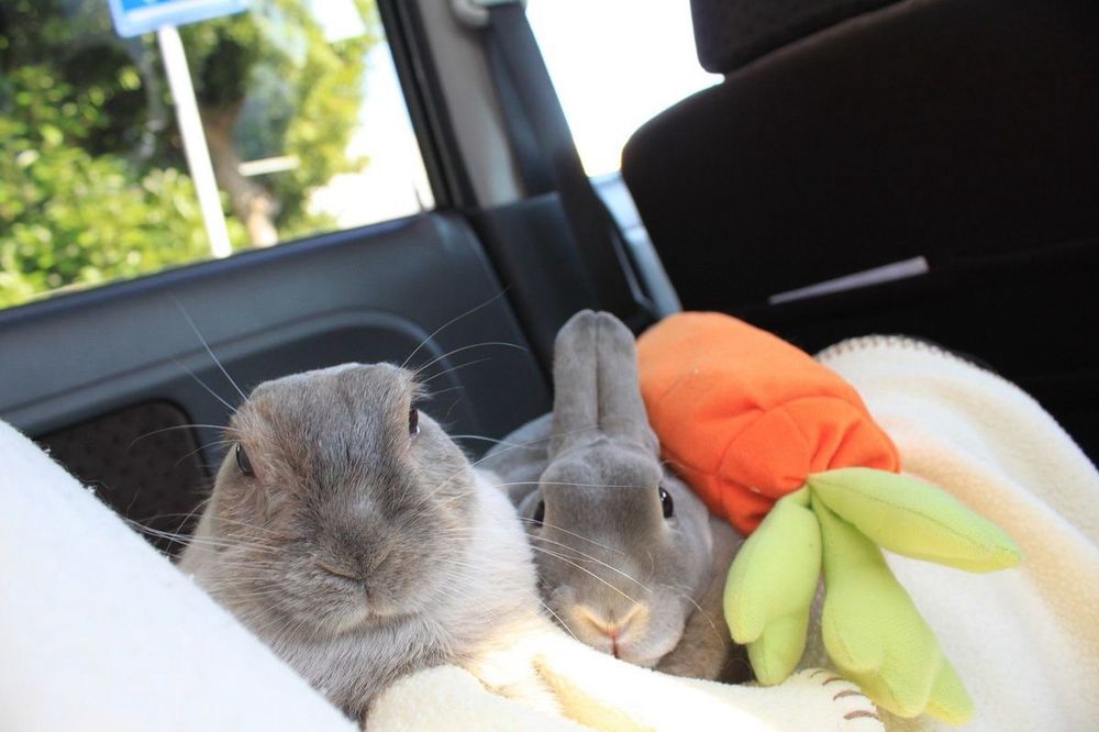 Two gray bunnies snuggle on a blanket in a car, next to a plush carrot toy.