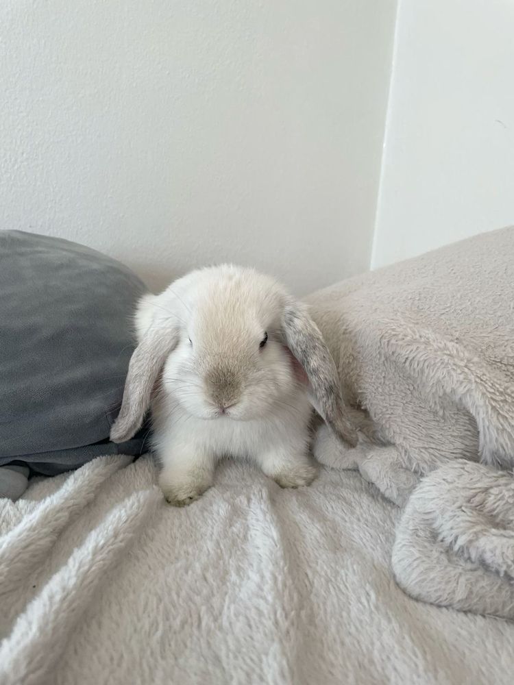A white bunny with droopy gray ears sits on a light gray soft blanket.