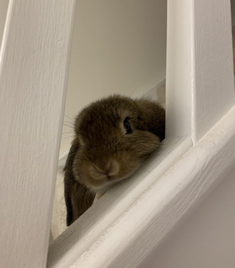 A brown bunny curiously peeks through white railing bars, its head slightly tilted.