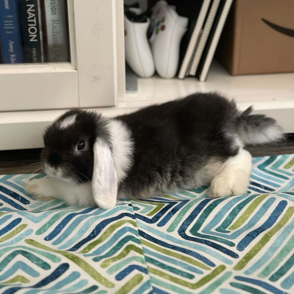 Side view of a black and white bunny on a blue and green patterned rug. The background includes a shelf with books, game controllers, and a cardboard box.