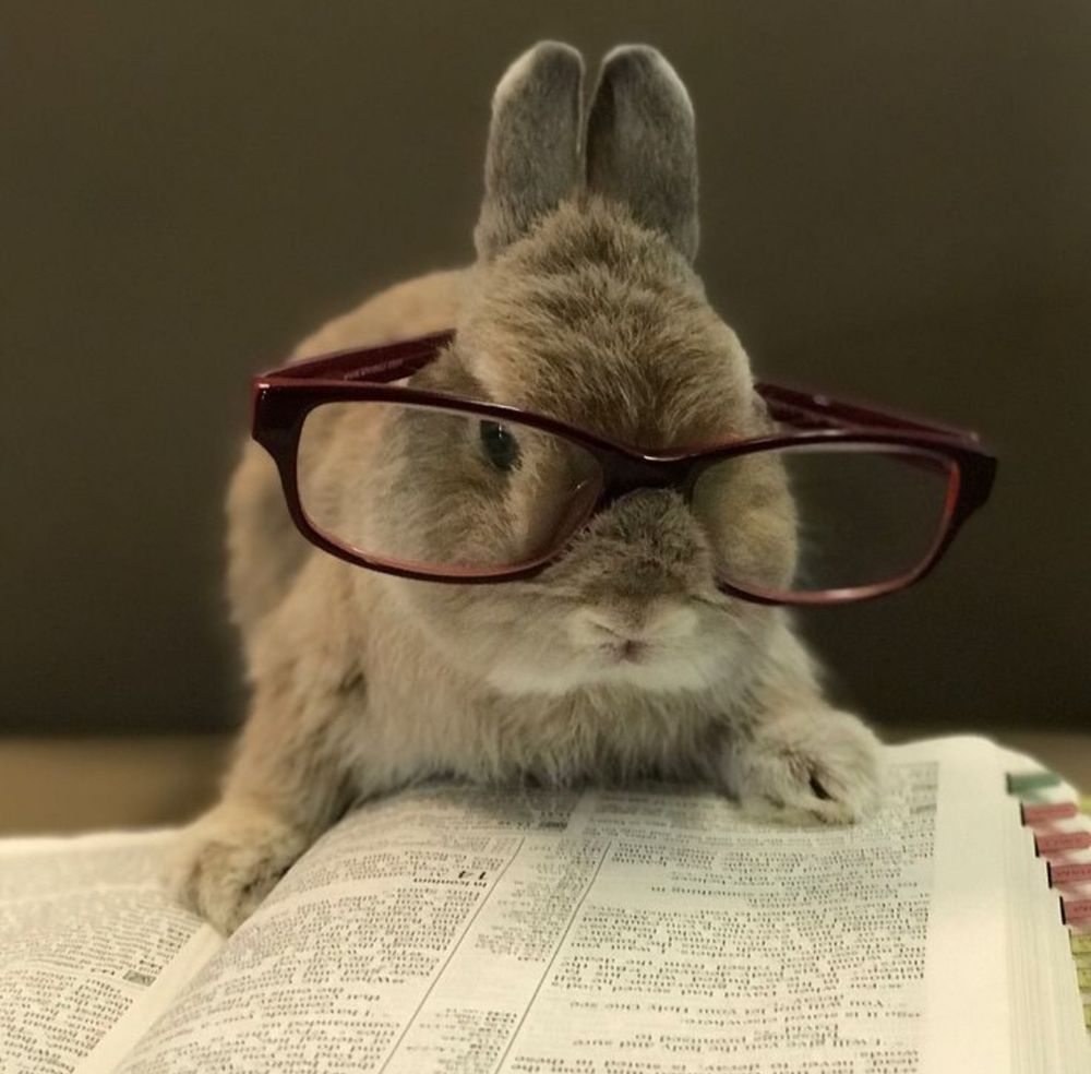 A brown bunny wearing large glasses sits on an open book, appearing to read.