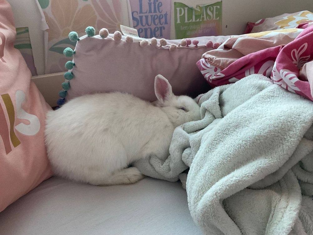 A white bunny is peacefully sleeping on a bed, snuggled among blankets and pillows.