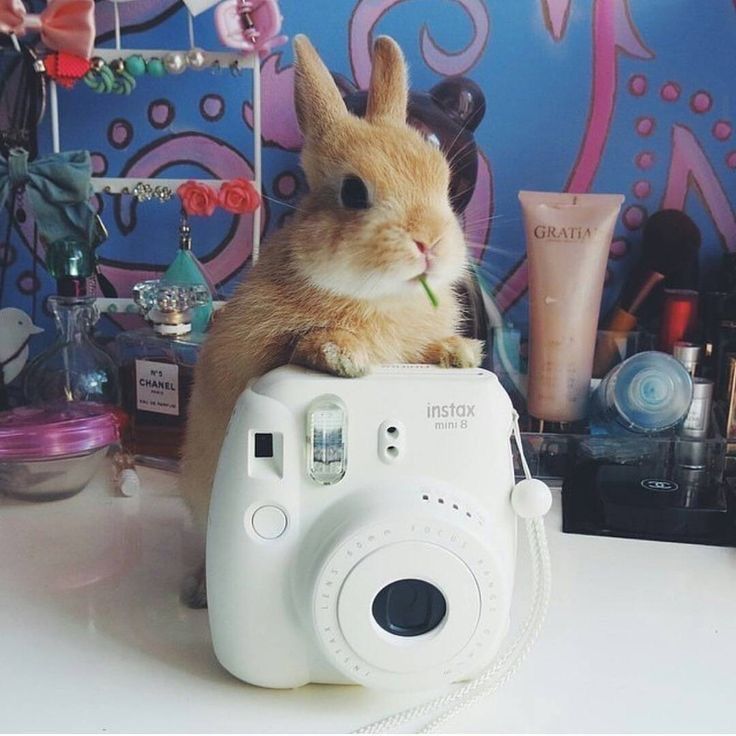 A brown bunny sits on a white Instax Mini 8 camera, nibbling on a piece of grass, surrounded by colorful cosmetic products.