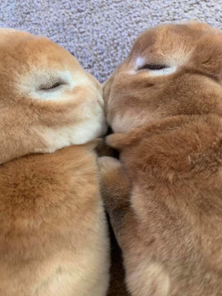 Two brown bunnies snuggle closely together, resting on a carpet. Their eyes are closed.