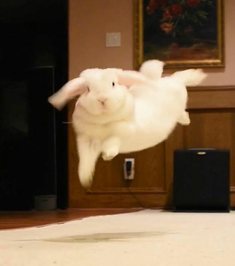 A white bunny is captured mid-air, hopping across a room with wooden walls and a painting in the background.