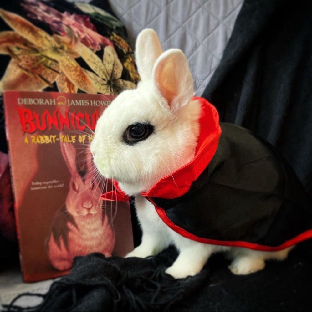 A white bunny wearing a black and red cape sits next to a "Bunnicula" book.