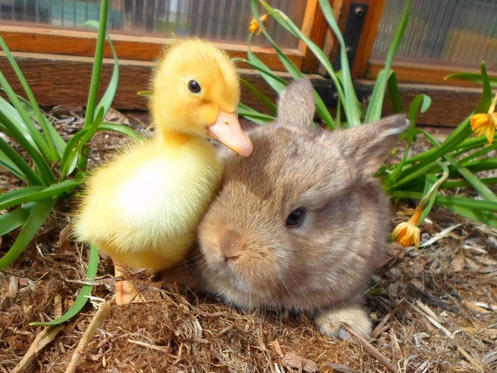 A yellow duckling and a brown bunny cuddle on the ground among green plants and yellow flowers.