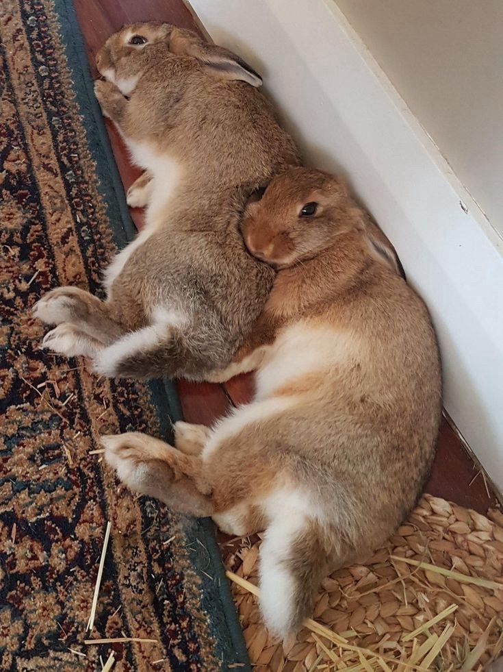 Two brown bunnies cuddle on a patterned rug by a wall.