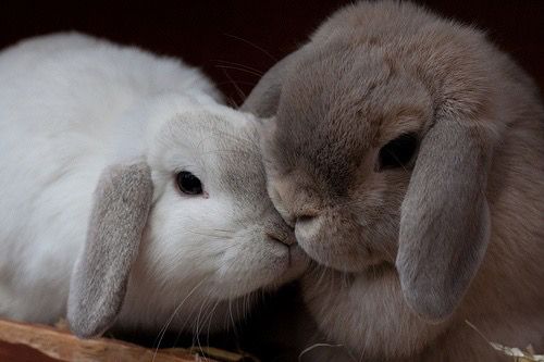 Two lop-eared bunnies snuggle closely. The left one is white, the right one is dark gray.