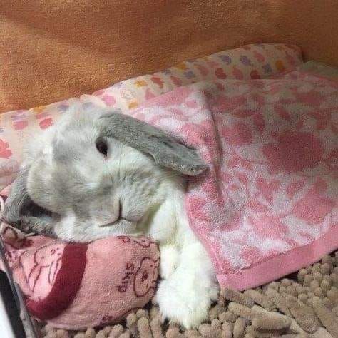A gray bunny is tucked in a cozy bed, resting under a pink blanket with a plush toy.