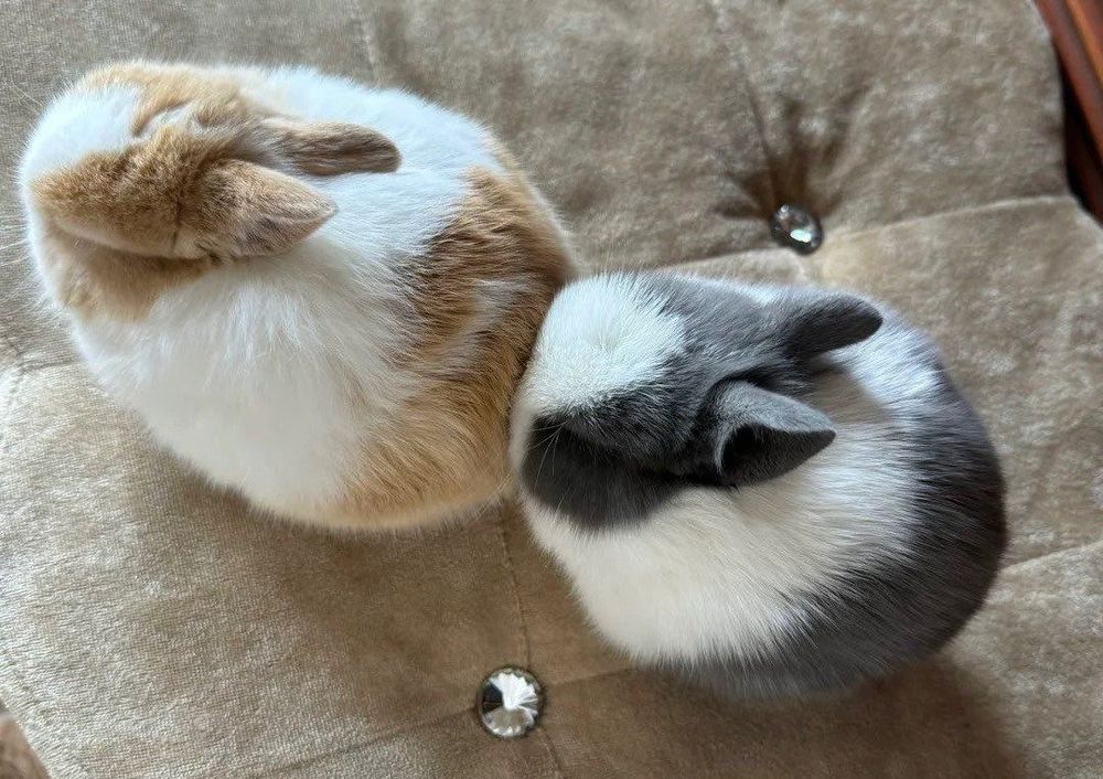 Two bunnies sit on a tufted beige cushion. One is brown and white, the other black and white.