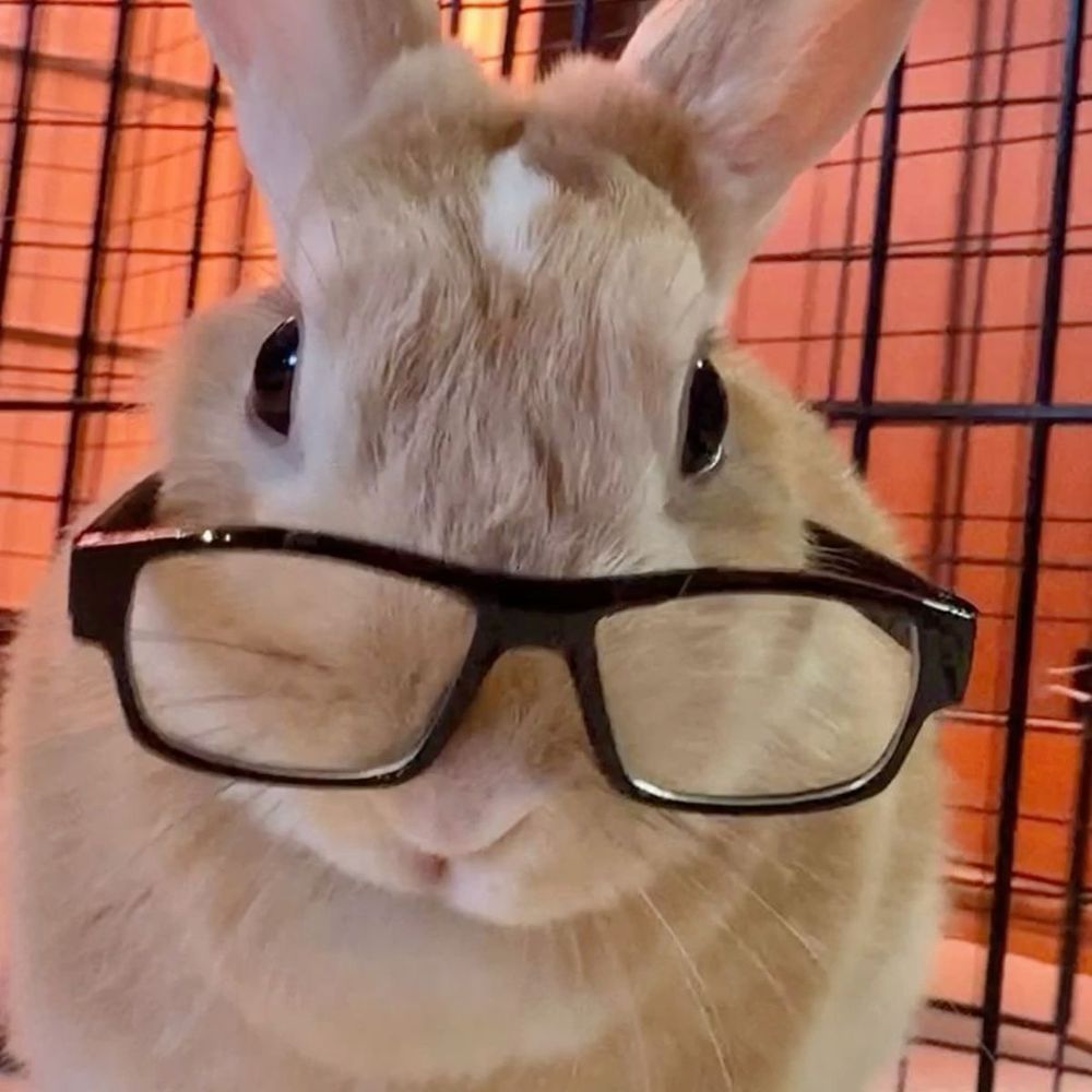 A light brown bunny wearing black glasses looking at the camera. The background is orange.
