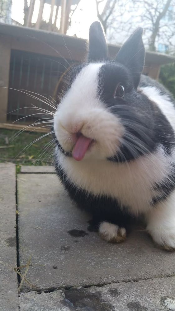 A black and white bunny sticks its tongue out while sitting outside on a stone surface.