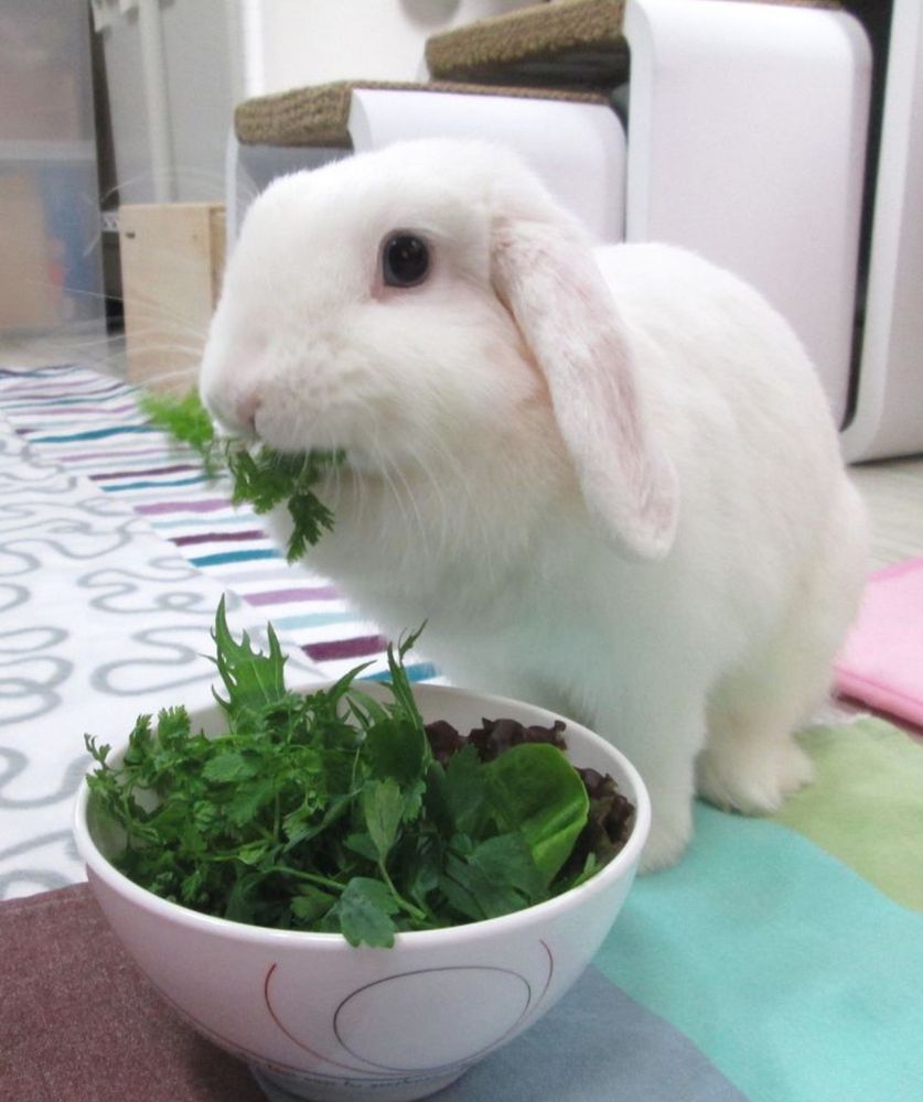 A white bunny with floppy ears nibbles on fresh greens from a bowl on a colorful blanket.