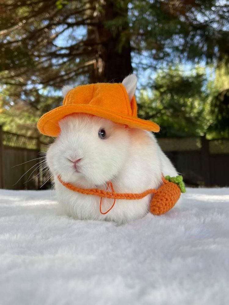 A small white bunny wearing an orange hat and tiny carrot bag sits on a soft surface. The background is a sunny garden with trees.