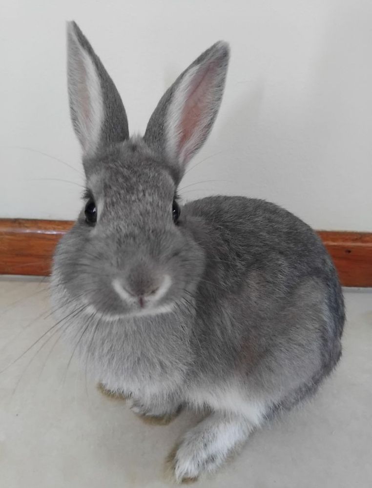 A gray bunny with long ears sits on a light floor near a wooden skirting board.