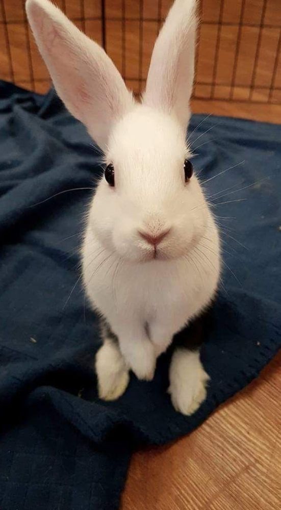 A white bunny stands on its hind legs on a blue blanket, gazing directly at the camera.