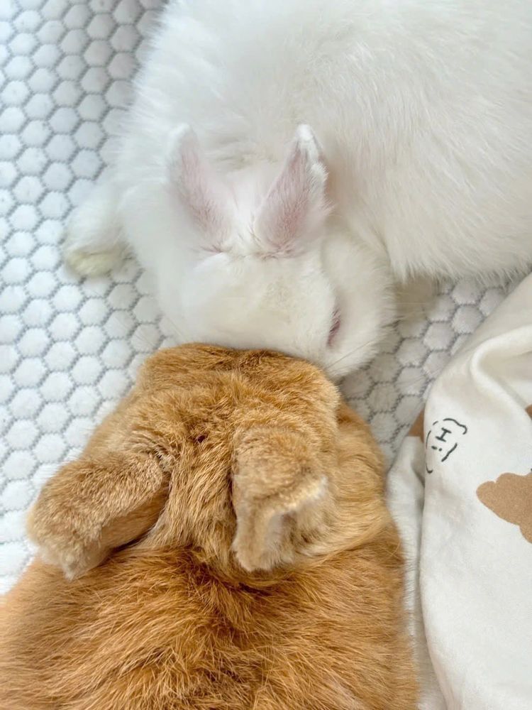 Two bunnies snuggle together with their heads on a white textured surface. One bunny is white and the other is brown.