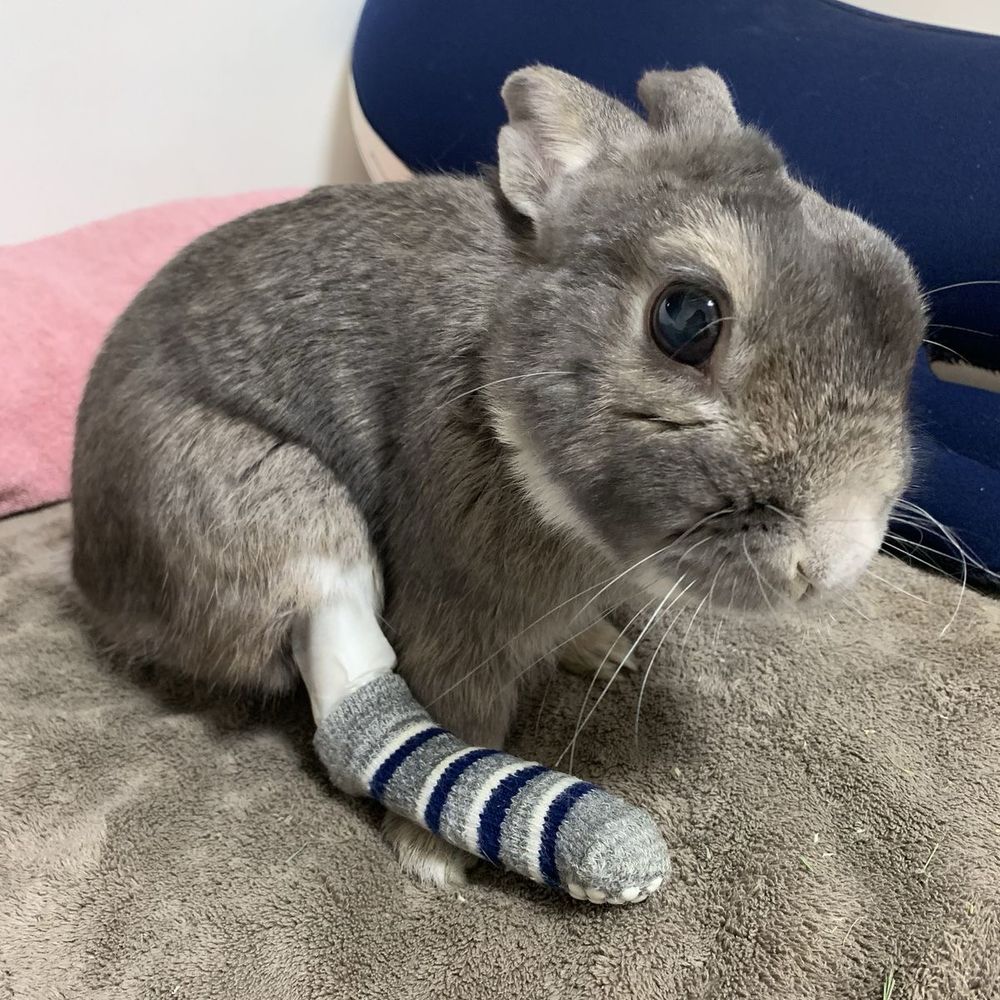A gray bunny with a sock over its bandaged paw, sitting on a gray towel. The backdrop shows pink and navy cushions.