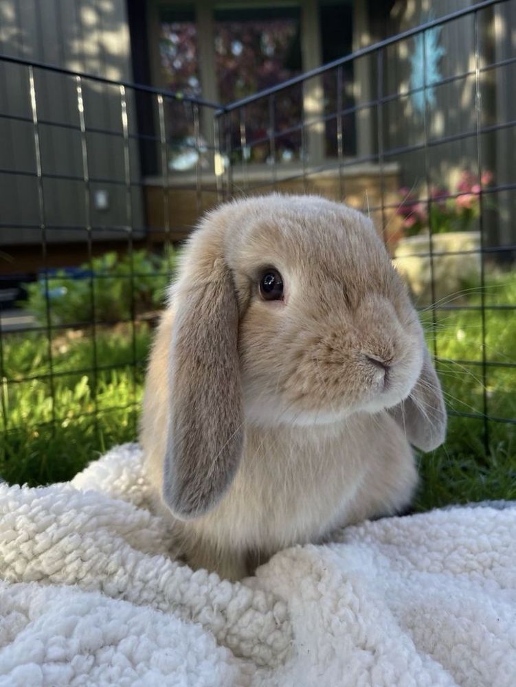 A brown bunny with long ears sits on a white blanket. The background features a garden and a house exterior.